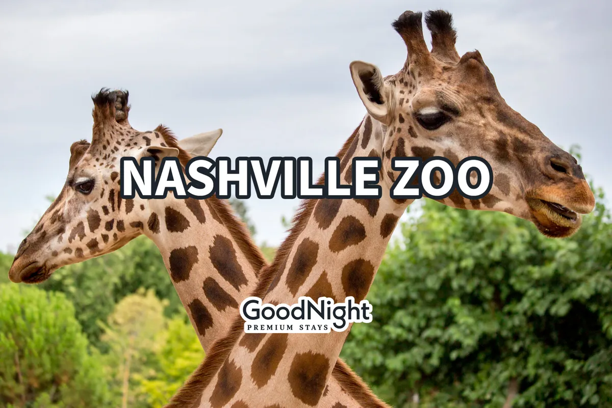 The photo presents a vibrant view of giraffes in a lush, green zoo setting—inviting visitors to enjoy animal exhibits and interactive experiences at the Nashville Zoo. The playful mood emphasizes the family-friendly and educational aspect of the outing.